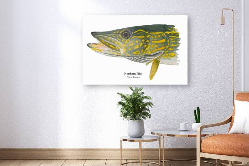 Northern Pike Painting by Stephen Emms
