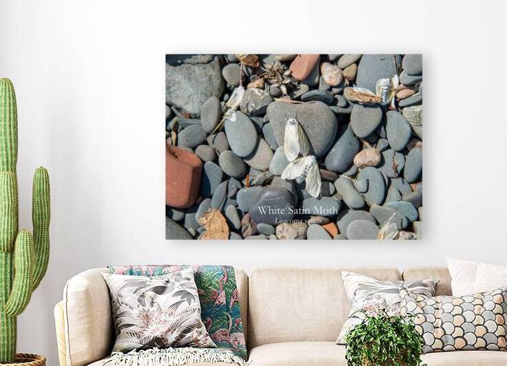White Satin Moth Print by Stephen Emms