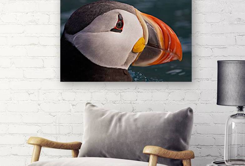 THE CONTEMPLATIVE PUFFIN by Doug Sturgess