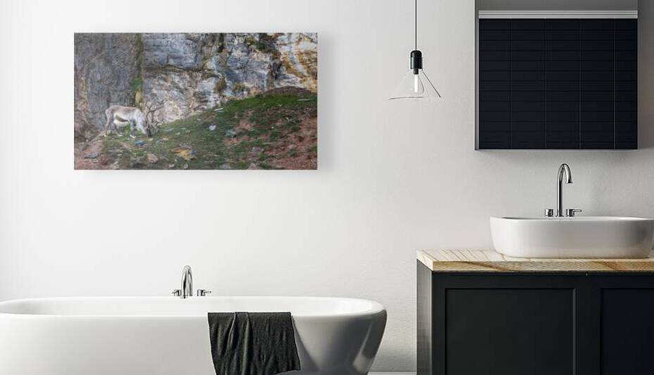 SANTAS REINDEER by Doug Sturgess