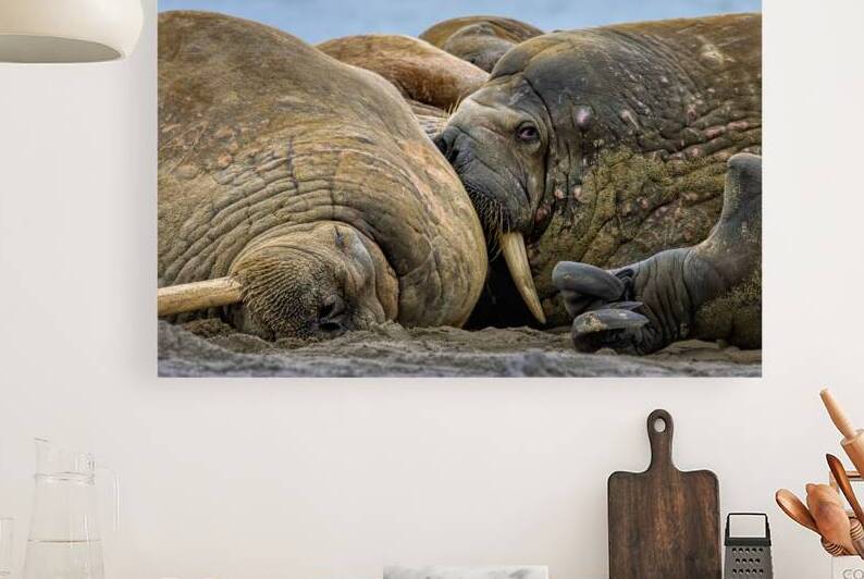 WHAT ARE YOU LOOKING AT by Doug Sturgess