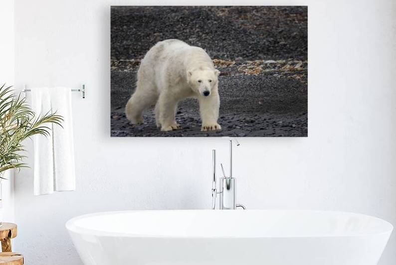 ARCTIC MAJESTY by Doug Sturgess