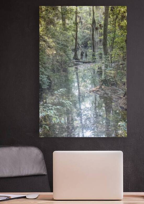 Southern Cypress Forest by Norma Brandsberg Photography