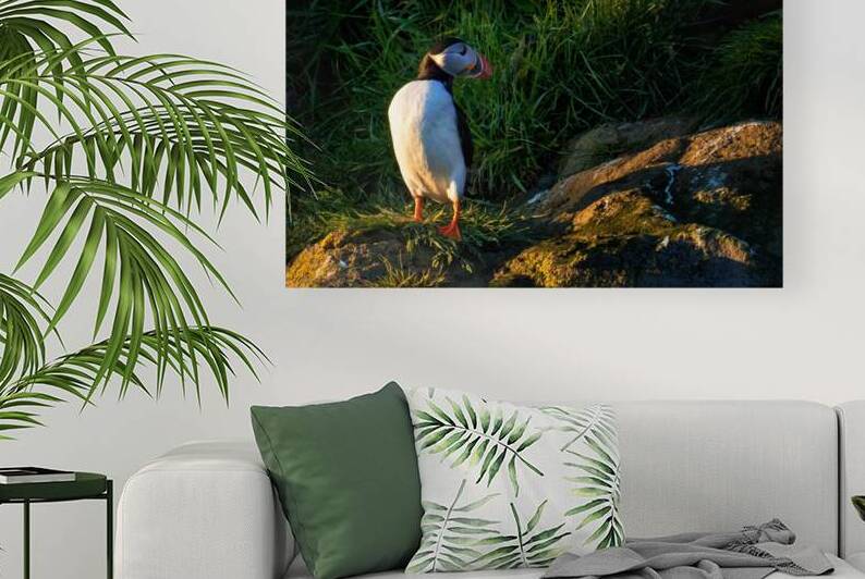 NORTH ATLANTIC PUFFIN by Doug Sturgess