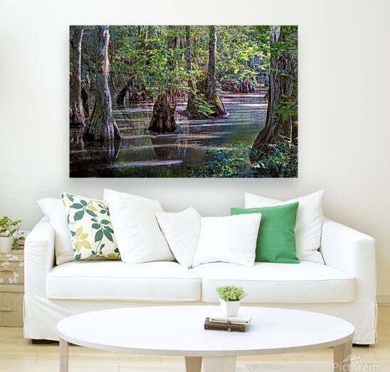 Serene Swamp Landscape with Cypress Trees by Norma Brandsberg Photography