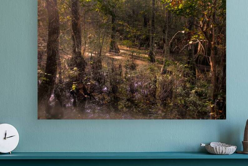 Sunlight Filtering Through Cypress Forest by Norma Brandsberg Photography