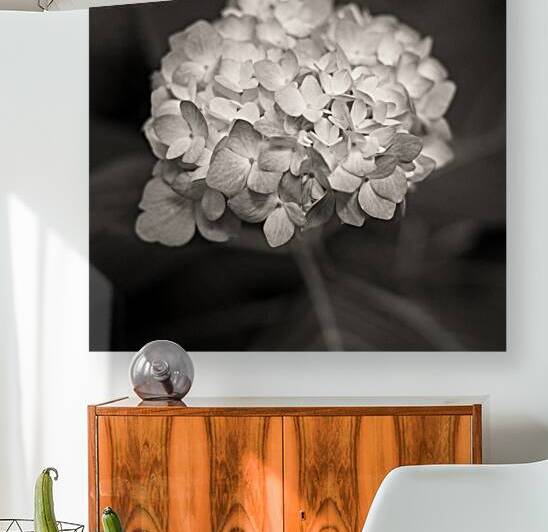 Hydrangea by Dave Bowman