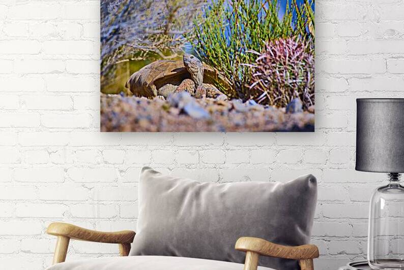 Desert Tortoise Among Native Plants in Nevada Red Rock Wilderness Habitat by Nicholas J Klein