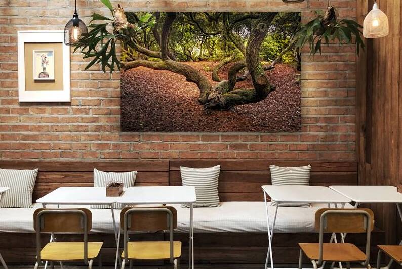 Enchanted Forest with Twisted Trees by Norma Brandsberg Photography