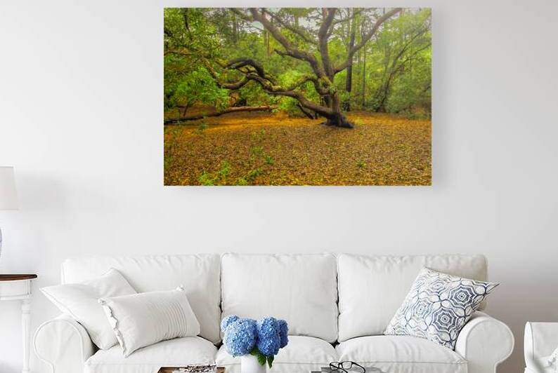 Twisted and Twining Forest Magic by Norma Brandsberg Photography