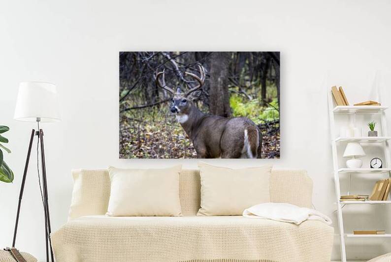 Antlers and Autumn: A Portrait of Natures Beauty by Marc Gilbert Photography