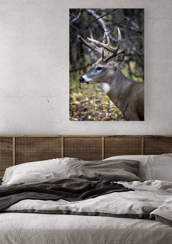 Antlers and Autumn: A Portrait of Natures Beauty by Marc Gilbert Photography
