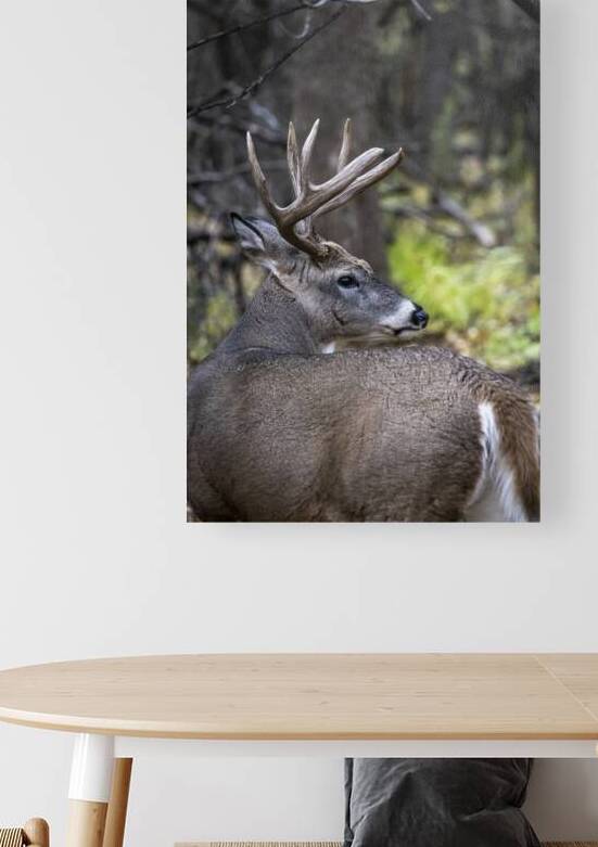 Antlers and Autumn: A Portrait of Natures Beauty by Marc Gilbert Photography