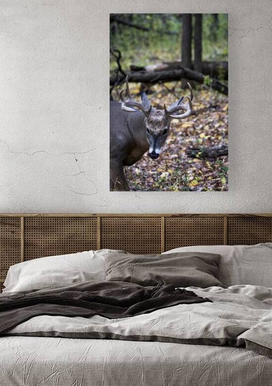 Antlers and Autumn: A Portrait of Natures Beauty by Marc Gilbert Photography