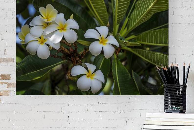 Island Plumeria Blossoms by Gregory Allen