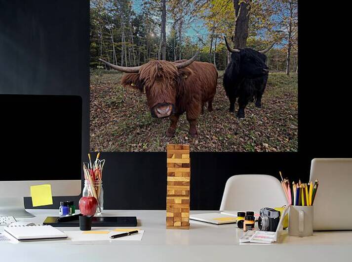 Highland Cows in Naturpark Schoenbuch Germany by Matthias Hauser