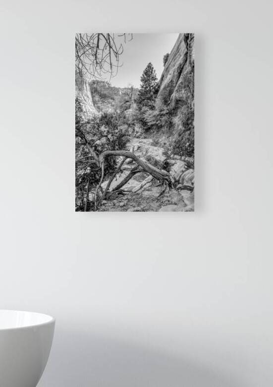 Where Roots Find Their Way Grayscale by Jennifer White