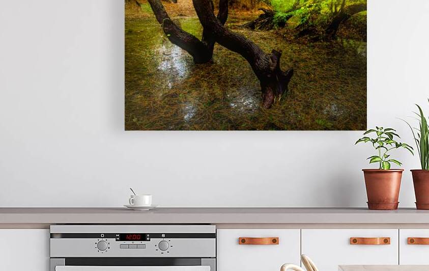 Twining Trees Glow in the Morning by Norma Brandsberg Photography