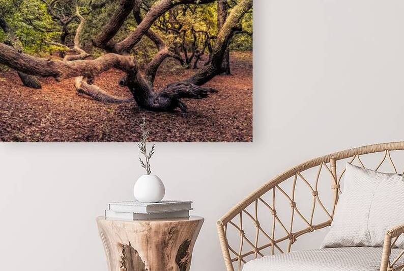 Virginia magical Forest by Norma Brandsberg Photography