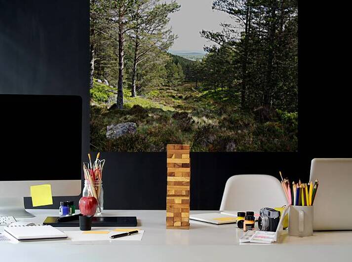  Serene Forest Clearing in the Scottish Highlands                                                                                                                      by Catriona Roberts Nature Photography and Designs