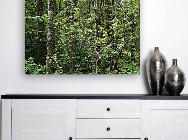 Natures Lush Green Forest View                                                                                                                       by Catriona Roberts Nature Photography and Designs