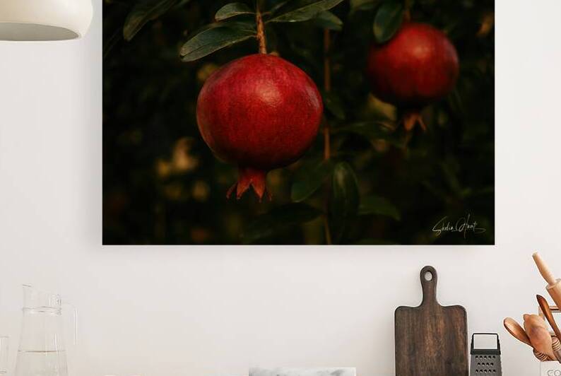 Pomegranate on Vine in Moody Evening Light by Shelia Hunt Photography