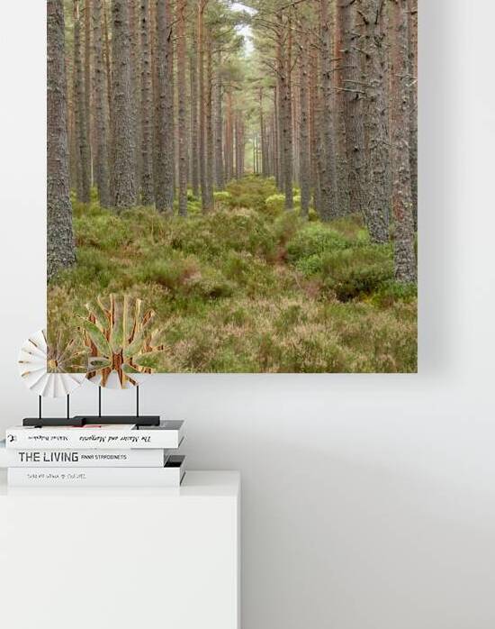 Serene Pine Forest Path through the Scottish Highlands  by Catriona Roberts Nature Photography and Designs