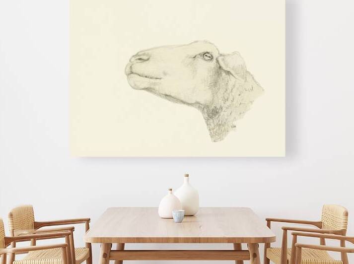 Pensive sheep Pencil drawing by Karen Kaspar