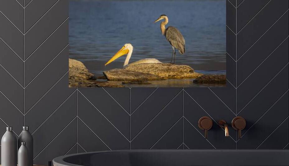 Crowded Fishing Grounds - White Pelican and Great Blue Heron - Lassen County California by Mike Lee