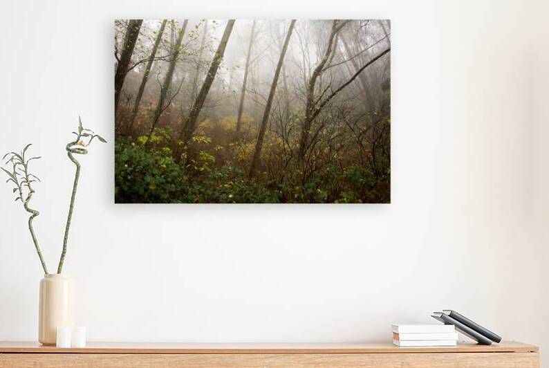 The Enchanted Forest by Marilaine Delisle