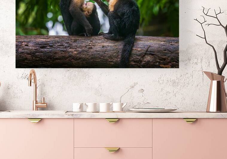 Close up of a family or group of white faced Capuchin Monkeys in by Steve Heap