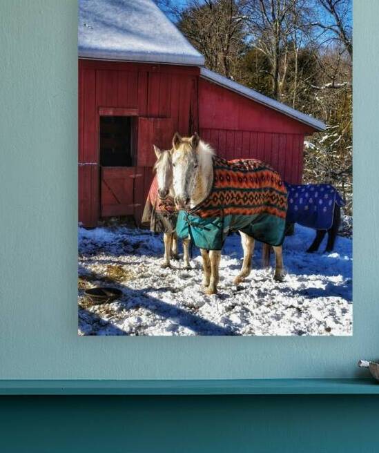 Horses in Winter by Kevin Savage