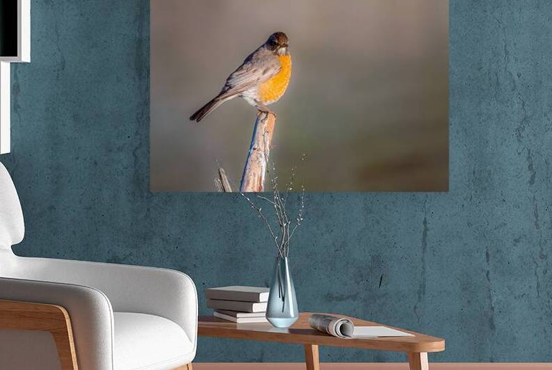 Robin in Golden Light - Shasta County California by Mike Lee