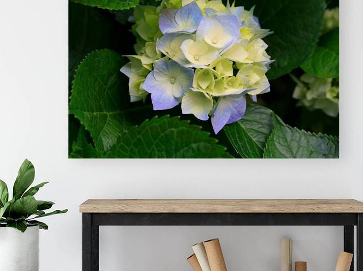 Soft Pastel Hydrangea Bloom by madeira designs