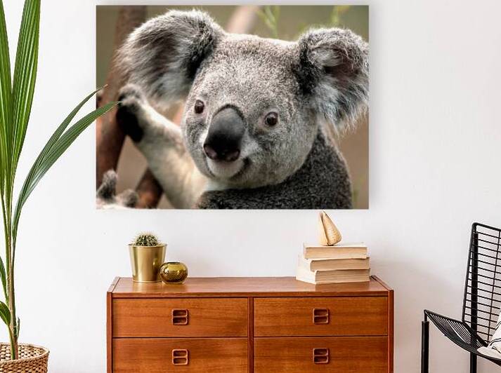 Koala sur une Branche by madeira designs