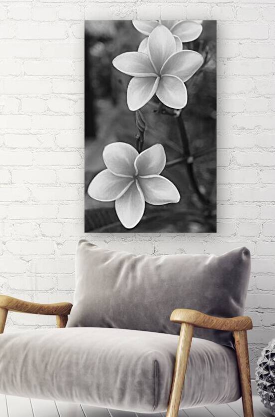 Golden Bloom Harmony - Belize B&W by Timeless Scenery Photography