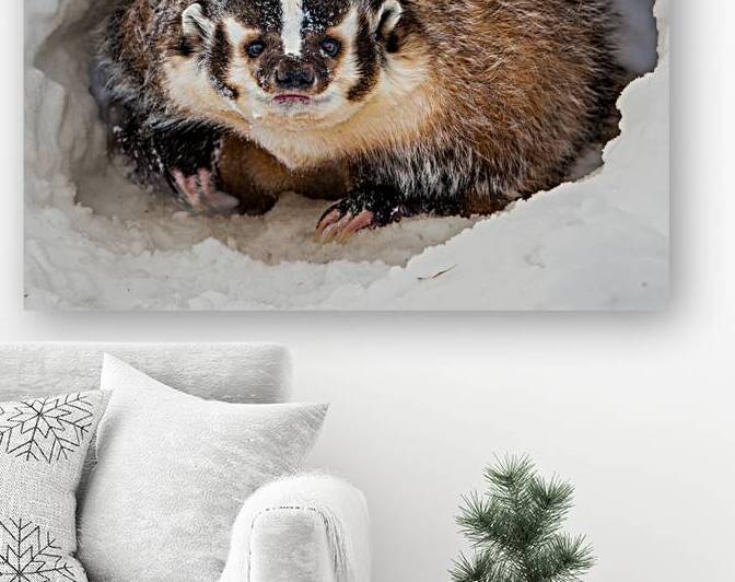 American Badger in Snow Den by Jerry Fornarotto