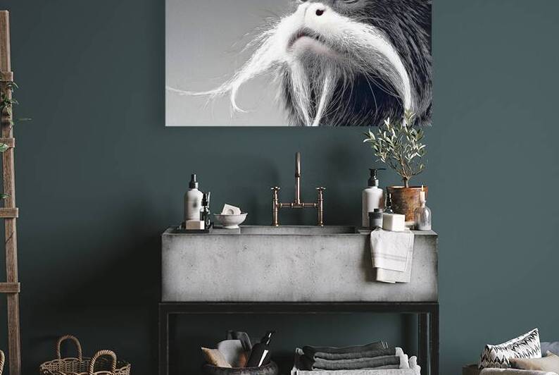Emperor’s Gaze – Emperor Tamarin Monkey Portrait Print by Savage Art Prints