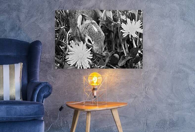 Little Rabbit - Ontario Canada B&W by Timeless Scenery Photography