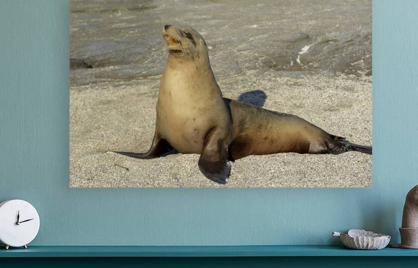 KO EC 13710 by Kevin Oke