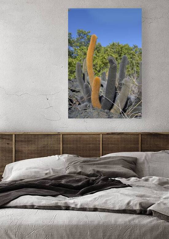 KO EC 8313 by Kevin Oke