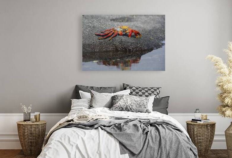 KO EC 10178 by Kevin Oke