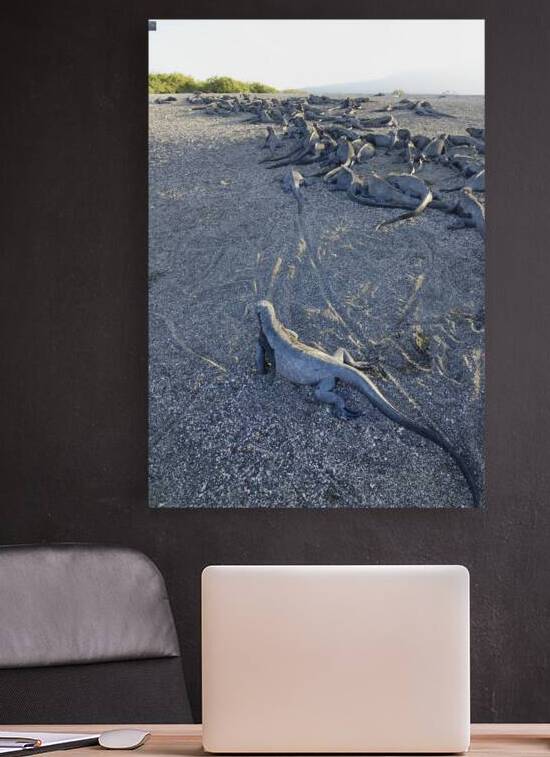 Group of Marine Iguanas on the sand. Punta Espinosa. Fernandina Island. Galapagos Islands. Ecuador by Kevin Oke
