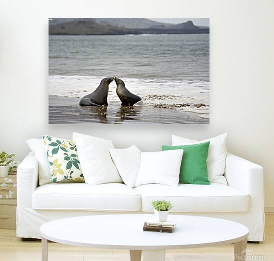 Galapagos sea lions Zalophus wollebaeki playing in the waves on Playa Espumilla. Santiago Island. Galapagos Islands. Ecuador by Kevin Oke