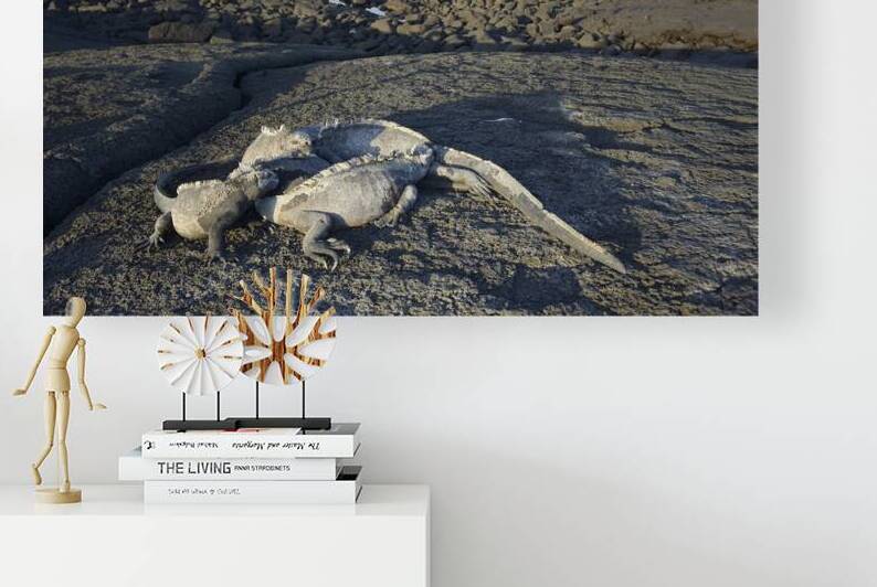 KO EC 10853 by Kevin Oke