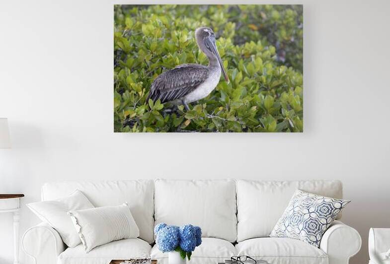 KO EC 7861 by Kevin Oke