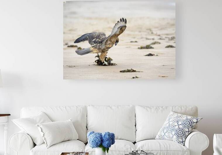 Galapagos Hawk landing on Espumilla Beach. Santiago Island. Galapagos Islands. Ecuador by Kevin Oke
