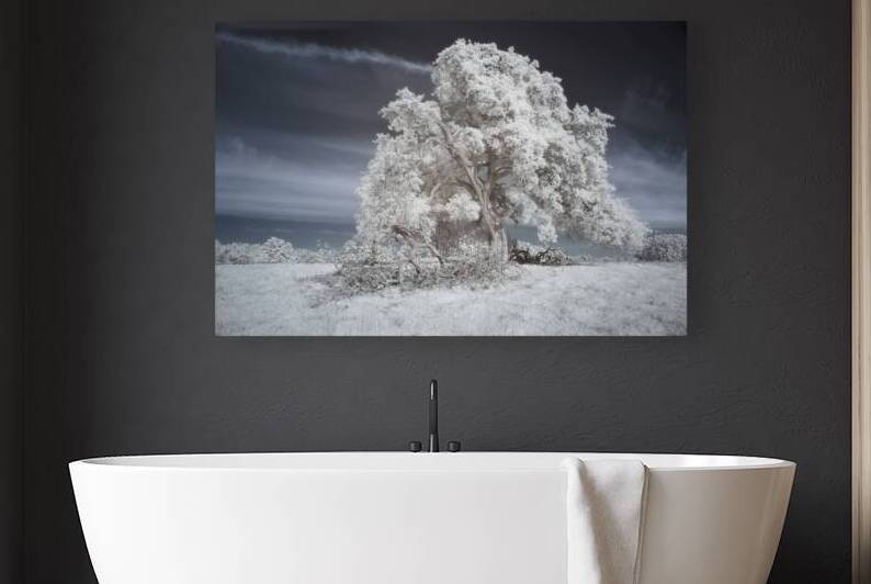 Ancient Blue Oak in Infrared - Redding California by Mike Lee