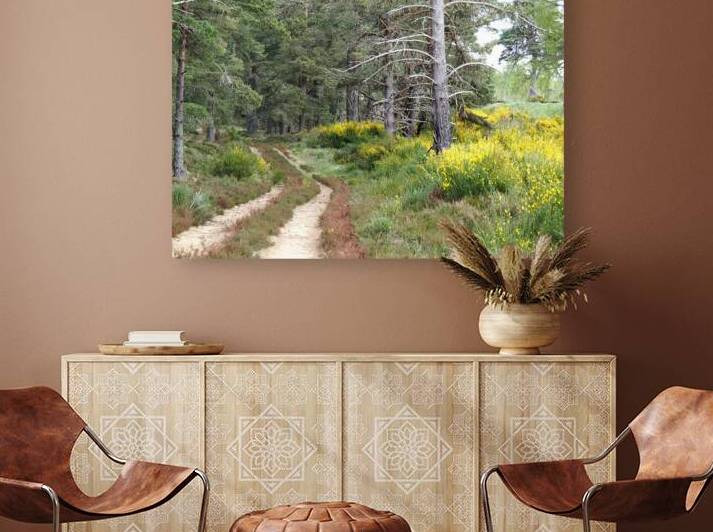 The Pines with the Broom                                                                                                                      by Catriona Roberts Nature Photography and Designs