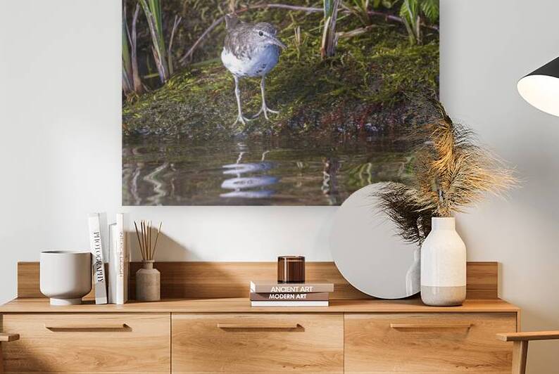 Spotted Sandpiper on the hunt in Redding California by Mike Lee